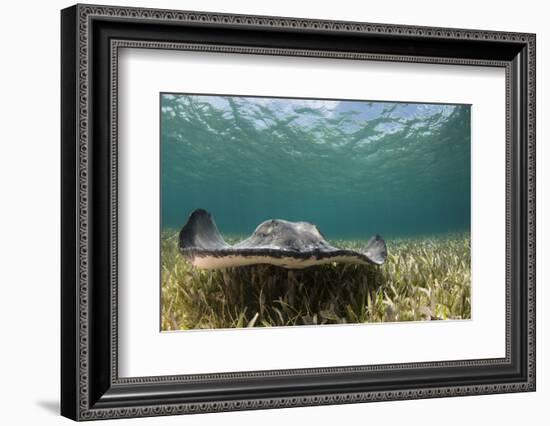 Caribbean Whiptail Ray, Shark Ray Alley, Hol Chan Marine Reserve, Belize-Pete Oxford-Framed Photographic Print