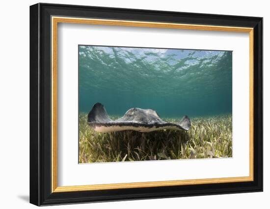 Caribbean Whiptail Ray, Shark Ray Alley, Hol Chan Marine Reserve, Belize-Pete Oxford-Framed Photographic Print