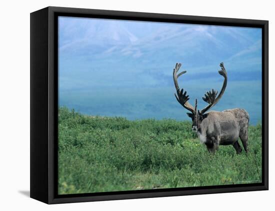 Caribou and Fresh Snow, Denali National Park, Alaska, USA-Howie Garber-Framed Premier Image Canvas