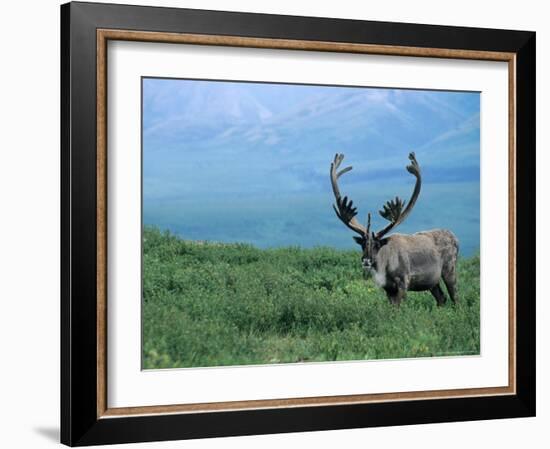 Caribou and Fresh Snow, Denali National Park, Alaska, USA-Howie Garber-Framed Photographic Print