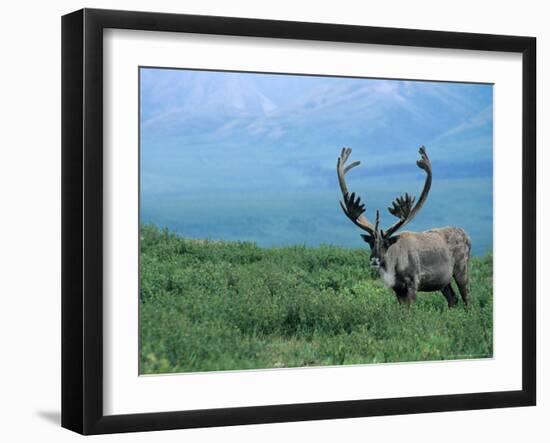 Caribou and Fresh Snow, Denali National Park, Alaska, USA-Howie Garber-Framed Photographic Print