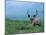 Caribou and Fresh Snow, Denali National Park, Alaska, USA-Howie Garber-Mounted Photographic Print