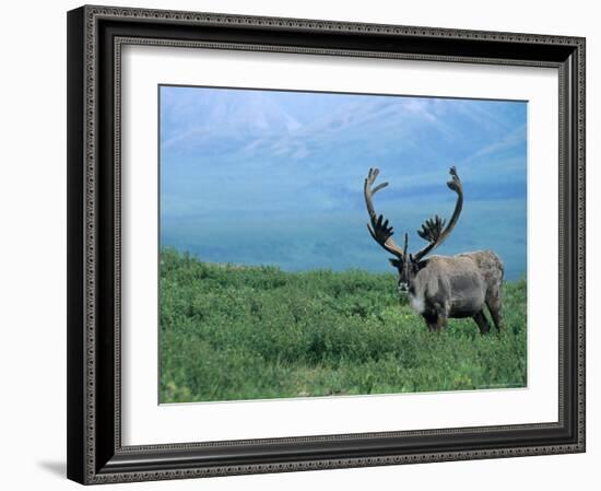 Caribou and Fresh Snow, Denali National Park, Alaska, USA-Howie Garber-Framed Photographic Print