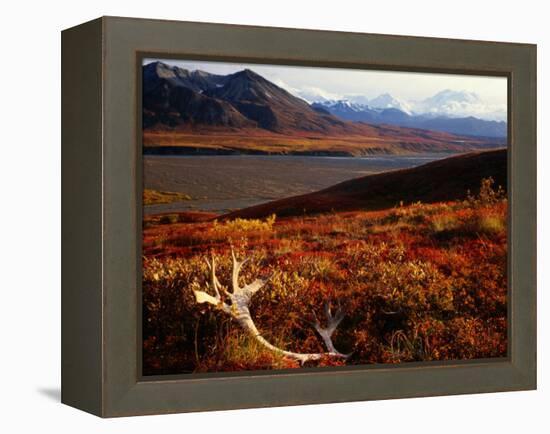 Caribou Antlers on the Tundra in Denali National Park, Denali National Park & Reserve, USA-Mark Newman-Framed Premier Image Canvas