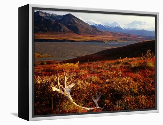 Caribou Antlers on the Tundra in Denali National Park, Denali National Park & Reserve, USA-Mark Newman-Framed Premier Image Canvas