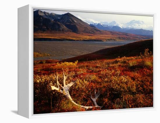 Caribou Antlers on the Tundra in Denali National Park, Denali National Park & Reserve, USA-Mark Newman-Framed Premier Image Canvas