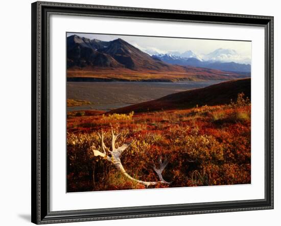 Caribou Antlers on the Tundra in Denali National Park, Denali National Park & Reserve, USA-Mark Newman-Framed Photographic Print