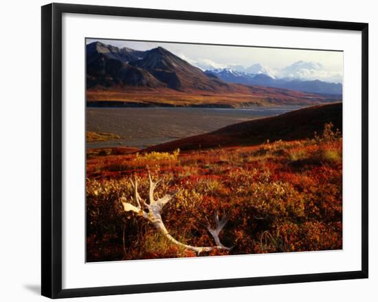 Caribou Antlers on the Tundra in Denali National Park, Denali National Park & Reserve, USA-Mark Newman-Framed Photographic Print