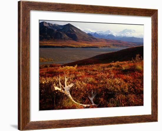 Caribou Antlers on the Tundra in Denali National Park, Denali National Park & Reserve, USA-Mark Newman-Framed Photographic Print