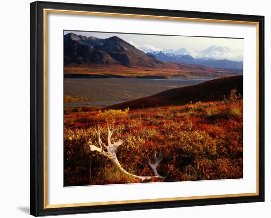 Caribou Antlers on the Tundra in Denali National Park, Denali National Park & Reserve, USA-Mark Newman-Framed Photographic Print