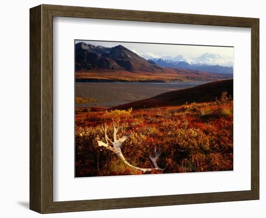 Caribou Antlers on the Tundra in Denali National Park, Denali National Park & Reserve, USA-Mark Newman-Framed Photographic Print