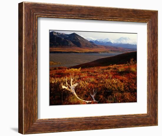 Caribou Antlers on the Tundra in Denali National Park, Denali National Park & Reserve, USA-Mark Newman-Framed Photographic Print