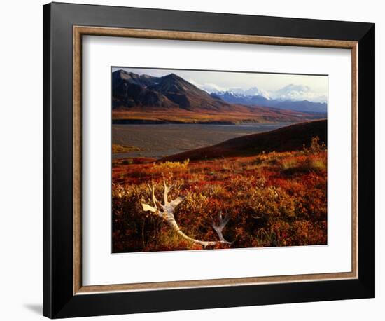 Caribou Antlers on the Tundra in Denali National Park, Denali National Park & Reserve, USA-Mark Newman-Framed Photographic Print