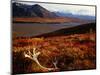 Caribou Antlers on the Tundra in Denali National Park, Denali National Park & Reserve, USA-Mark Newman-Mounted Photographic Print