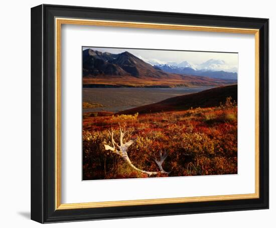 Caribou Antlers on the Tundra in Denali National Park, Denali National Park & Reserve, USA-Mark Newman-Framed Photographic Print