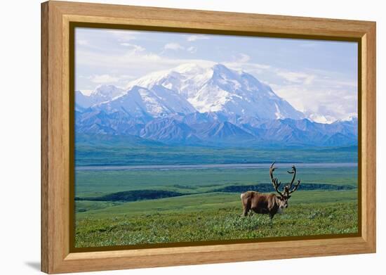 Caribou Below Mckinley-Paul Souders-Framed Premier Image Canvas