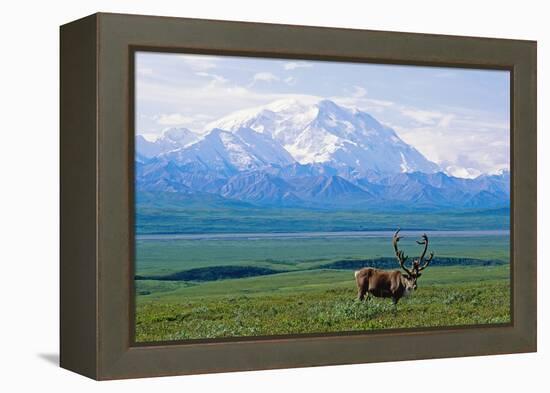 Caribou Below Mckinley-Paul Souders-Framed Premier Image Canvas