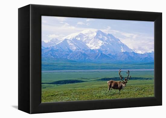 Caribou Below Mckinley-Paul Souders-Framed Premier Image Canvas