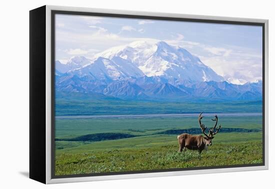 Caribou Below Mckinley-Paul Souders-Framed Premier Image Canvas