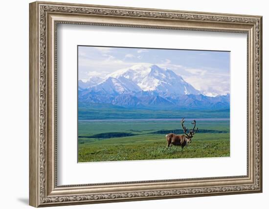 Caribou Below Mckinley-Paul Souders-Framed Photographic Print