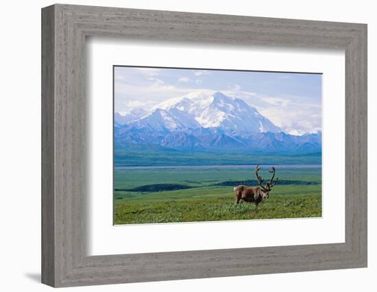 Caribou Below Mckinley-Paul Souders-Framed Photographic Print