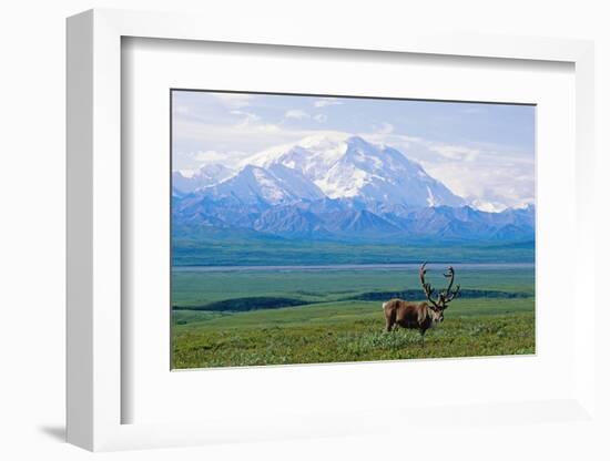 Caribou Below Mckinley-Paul Souders-Framed Photographic Print