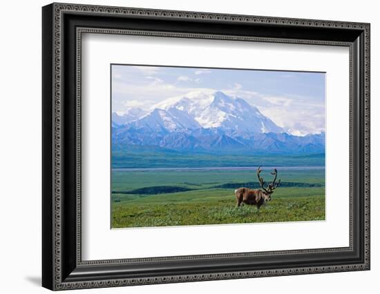 Caribou Below Mckinley-Paul Souders-Framed Photographic Print