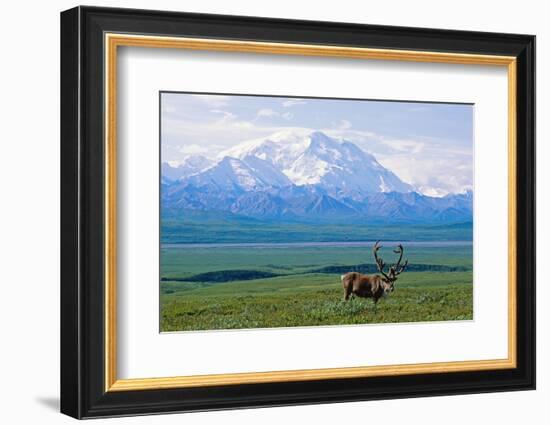 Caribou Below Mckinley-Paul Souders-Framed Photographic Print