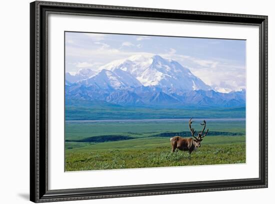 Caribou Below Mckinley-Paul Souders-Framed Photographic Print