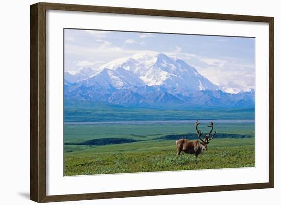 Caribou Below Mckinley-Paul Souders-Framed Photographic Print