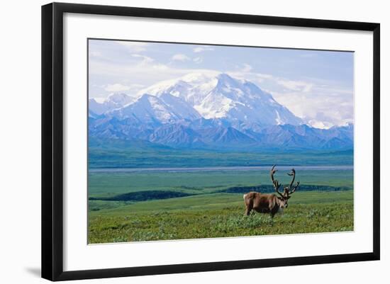 Caribou Below Mckinley-Paul Souders-Framed Photographic Print