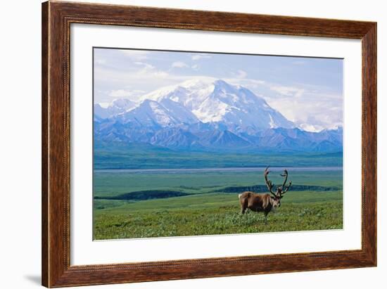 Caribou Below Mckinley-Paul Souders-Framed Photographic Print