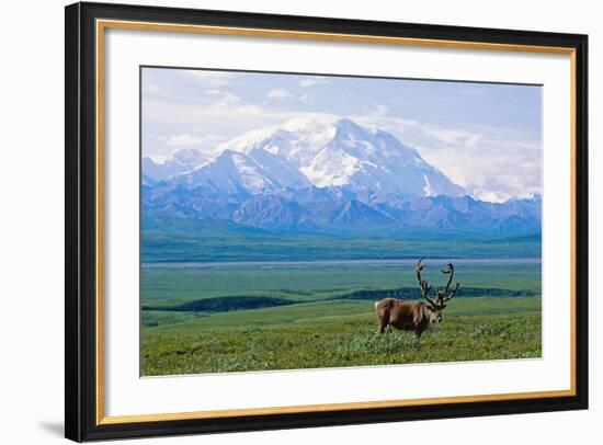 Caribou Below Mckinley-Paul Souders-Framed Photographic Print