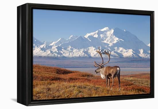 Caribou bull in fall colors with Mount McKinley in the background, Denali National Park, Alaska-Steve Kazlowski-Framed Premier Image Canvas