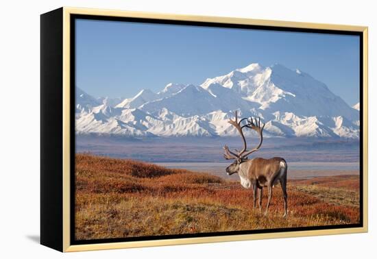 Caribou bull in fall colors with Mount McKinley in the background, Denali National Park, Alaska-Steve Kazlowski-Framed Premier Image Canvas