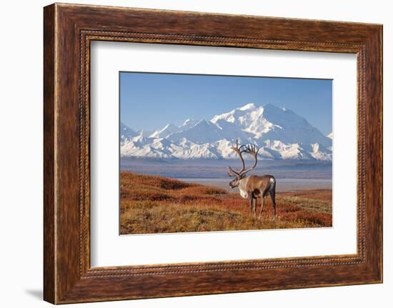 Caribou bull in fall colors with Mount McKinley in the background, Denali National Park, Alaska-Steve Kazlowski-Framed Photographic Print