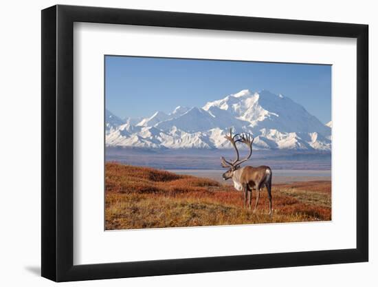 Caribou bull in fall colors with Mount McKinley in the background, Denali National Park, Alaska-Steve Kazlowski-Framed Photographic Print