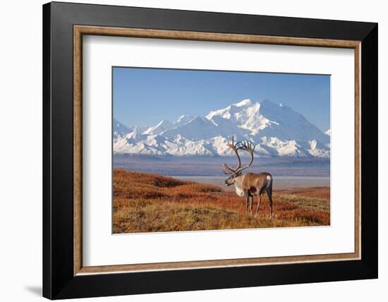 Caribou bull in fall colors with Mount McKinley in the background, Denali National Park, Alaska-Steve Kazlowski-Framed Photographic Print