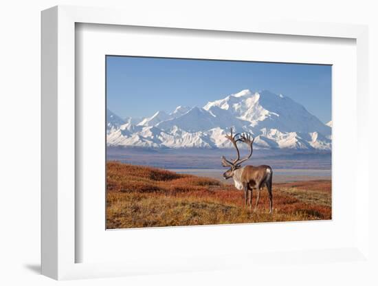 Caribou bull in fall colors with Mount McKinley in the background, Denali National Park, Alaska-Steve Kazlowski-Framed Photographic Print