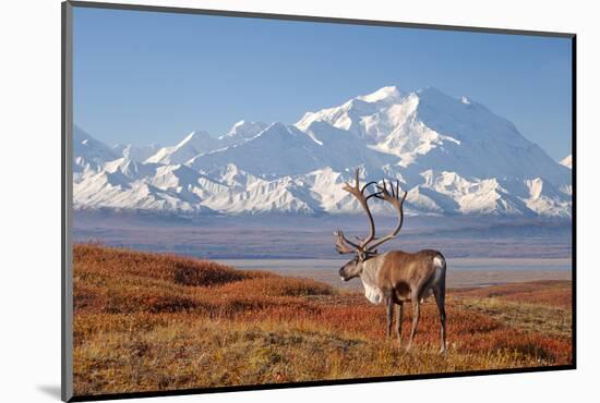 Caribou bull in fall colors with Mount McKinley in the background, Denali National Park, Alaska-Steve Kazlowski-Mounted Photographic Print