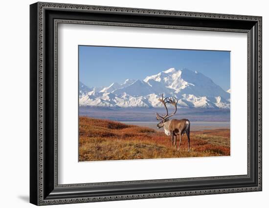 Caribou bull in fall colors with Mount McKinley in the background, Denali National Park, Alaska-Steve Kazlowski-Framed Photographic Print