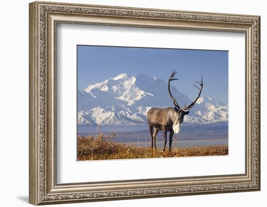 Caribou bull in fall colors with Mount McKinley in the background, Denali National Park, Alaska-Steve Kazlowski-Framed Photographic Print