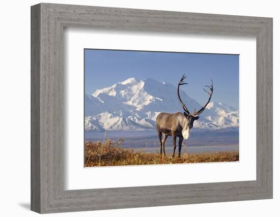 Caribou bull in fall colors with Mount McKinley in the background, Denali National Park, Alaska-Steve Kazlowski-Framed Photographic Print