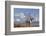 Caribou bull in fall colors with Mount McKinley in the background, Denali National Park, Alaska-Steve Kazlowski-Framed Photographic Print