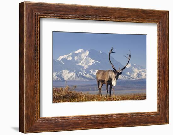 Caribou bull in fall colors with Mount McKinley in the background, Denali National Park, Alaska-Steve Kazlowski-Framed Photographic Print