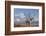 Caribou bull in fall colors with Mount McKinley in the background, Denali National Park, Alaska-Steve Kazlowski-Framed Photographic Print