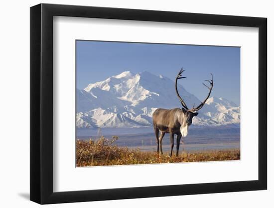 Caribou bull in fall colors with Mount McKinley in the background, Denali National Park, Alaska-Steve Kazlowski-Framed Photographic Print