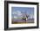 Caribou bull in fall colors with Mount McKinley in the background, Denali National Park, Alaska-Steve Kazlowski-Framed Photographic Print