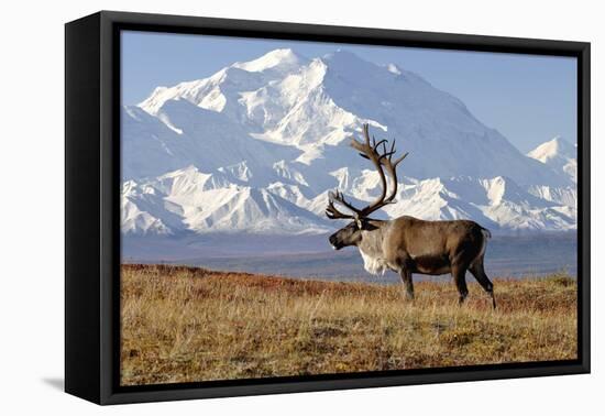 Caribou bull in fall colors with Mount McKinley in the background, Denali National Park, Alaska-Steve Kazlowski-Framed Premier Image Canvas