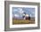 Caribou bull in fall colors with Mount McKinley in the background, Denali National Park, Alaska-Steve Kazlowski-Framed Photographic Print